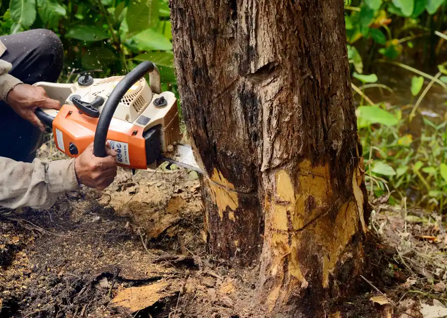 Professional Tree Company in Lindale, GA Professional Tree Company in Lindale, GA